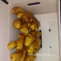 Top Quality of Chinese Fresh Ginger